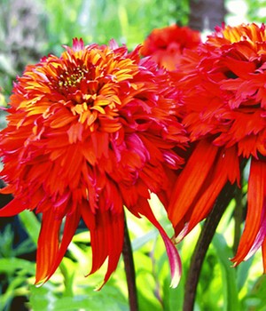 Duft-Echinacea 'Hot Papaya'