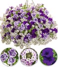 Sommerblumen-Mix 'Purple Lace®'