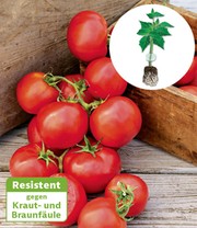 Veredelte Strauchtomate 'Oh Happy Day' F1
