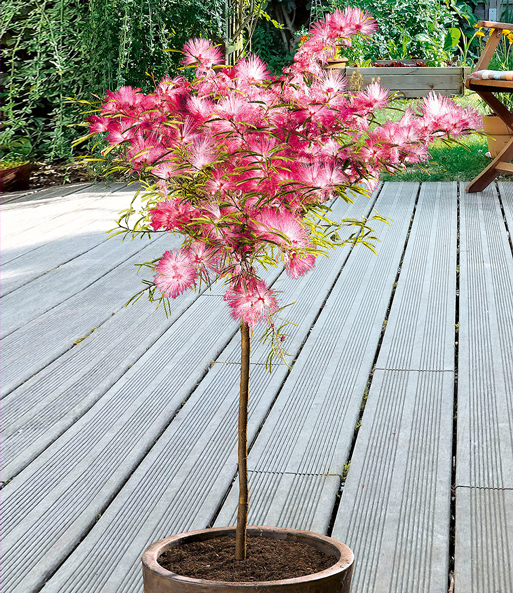 Calliandra Stämmchen