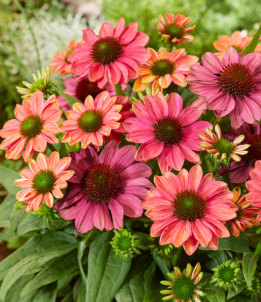 Nahaufnehme der rosa und magenta Blüten der Echinacea „Evolution“.