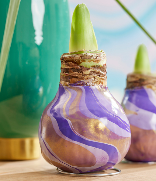 XL Wachs-Amaryllis 'Swirl' purple