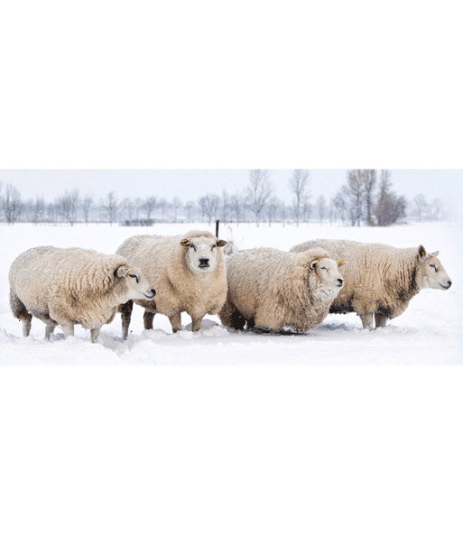 Wollkordel aus Schafwolle 'naturweiß' 3 m