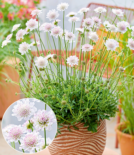 Die Skabiose „Kudo White“ lässt Ihre Blüten strahlen. Eingeblendet wird eine Nahaufnahme der weiß-pinken Blüten.