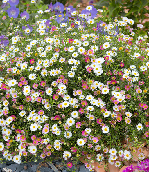 Das spanische Gänseblümchen bildet ein dichtes Polster aus Blüten und Blättern. Durch das dichte Wachstum ist der Boden nicht mehr sichtbar.
