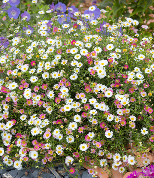 Spanisches Gänseblümchen