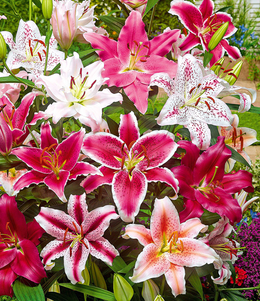 Lilien-Mix 'Parfum'