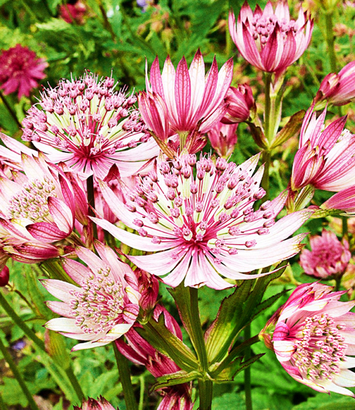 Astrantia 'Sparkling Stars Pink'