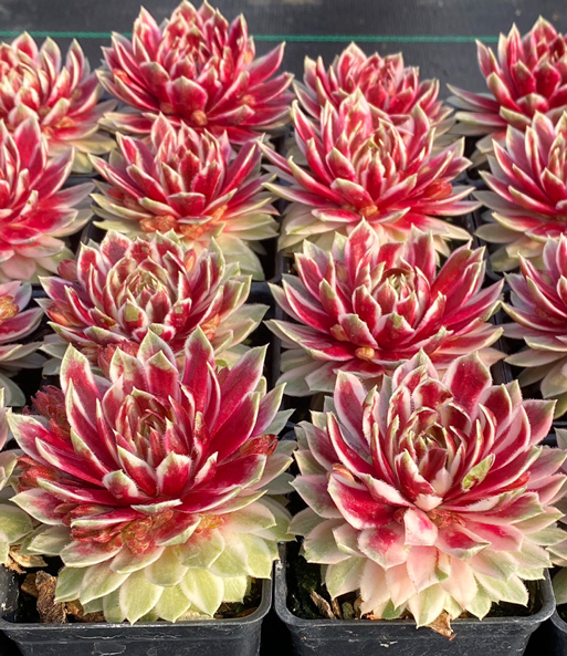 Sempervivum 'Lotus Blossom®'