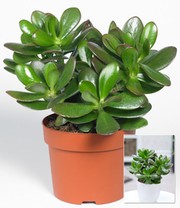 Geldbaum Crassula