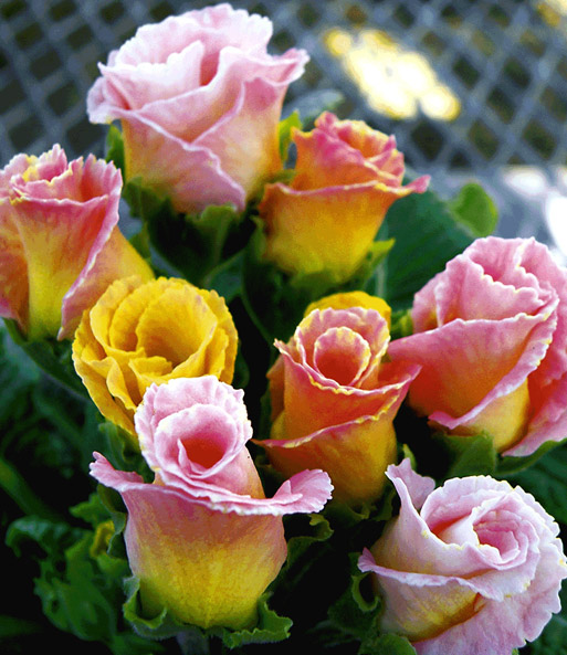 Rosen-Primula 'Farb-Mix'