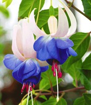 Winterharte Fuchsie 'Blue Sarah'