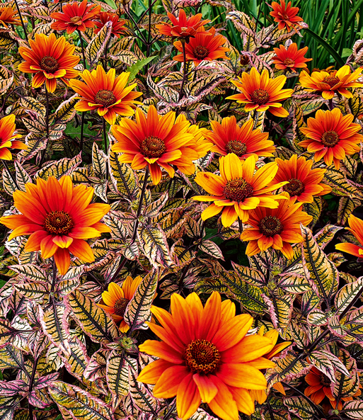 Sonnenauge 'Orange Marble®'