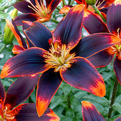 Blumenzwiebeln Frühjahrspflanzung