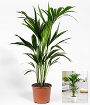 Kentia Palme ca. 90-100 cm hoch