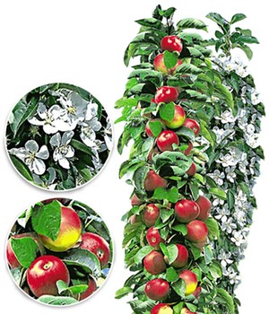 Säulen-Apfel 'Acrobat®'