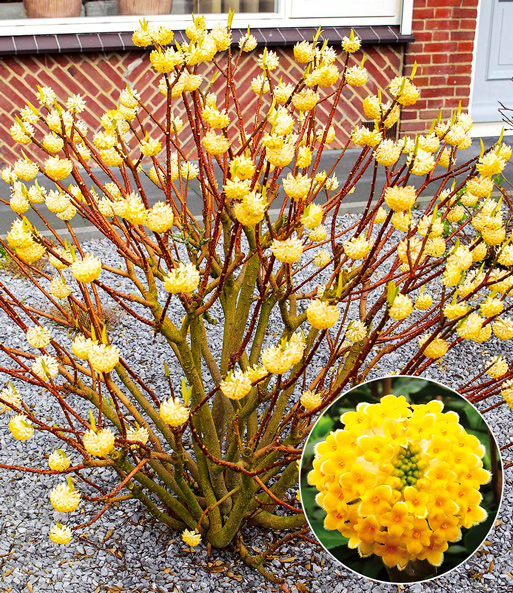 Der winterblüher Edgeworthia Grandiflora steht mit vielen zart gelben Blütenköpfen in einem Steinvorgarten.