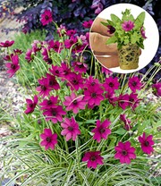 Cosmos 'Cherry Chocolate'