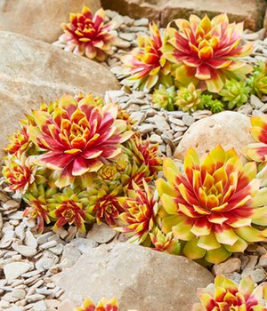 Sempervivum 'Gold Nugget®' im 12 cm Topf