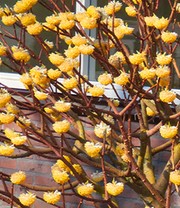 Winterblüher Edgeworthia Grandiflora