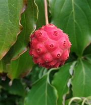 Japanischer Blumen-Hartriegel