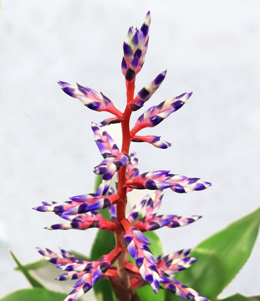 Aechmea 'Blue Rain'