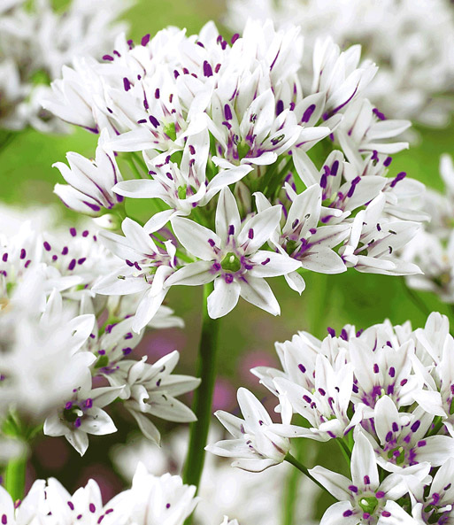 Allium 'Gracefull'