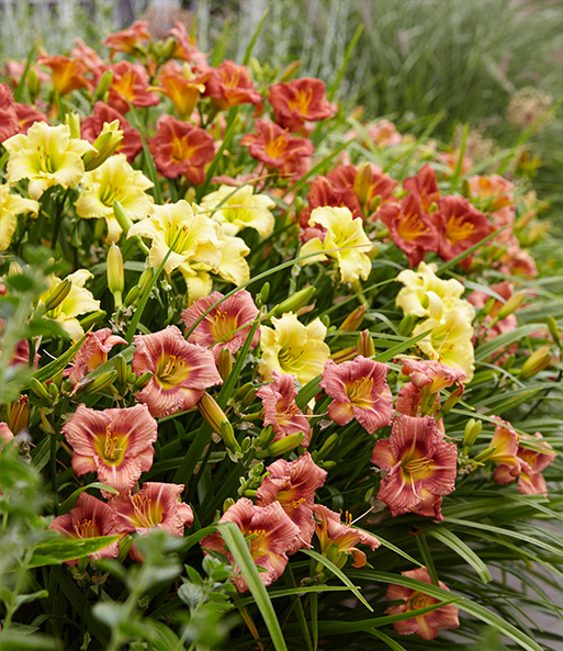 Taglilien 'Everydaylily'