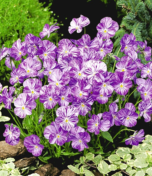 Viola 'Columbine®'