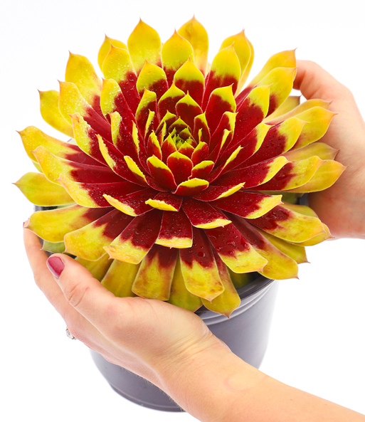 Die Sempervivum Giants „Gold Mine“ blüht mit Gold-gelben blättern, die in der Mitte Rot sind in einem Topf.