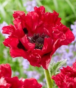 Papaver 'Red Rumble'
