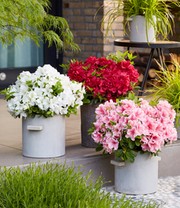 Zwerg-Azalee 'Encore® Autumn'