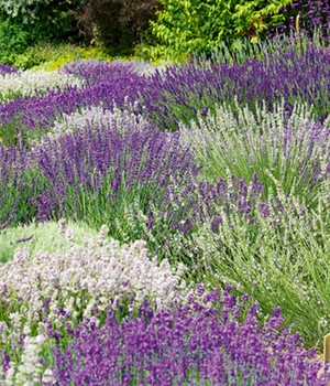 Lavendel-Mix 'Weiß & Blau'