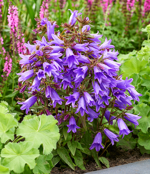 Campanula 'Rebelle®'