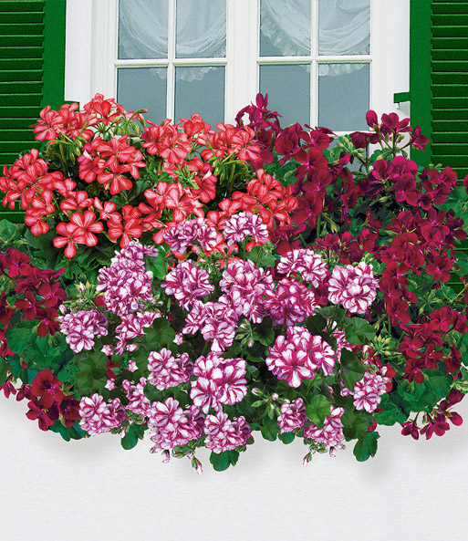Hänge-Geranie 'Villetta® Red-White'