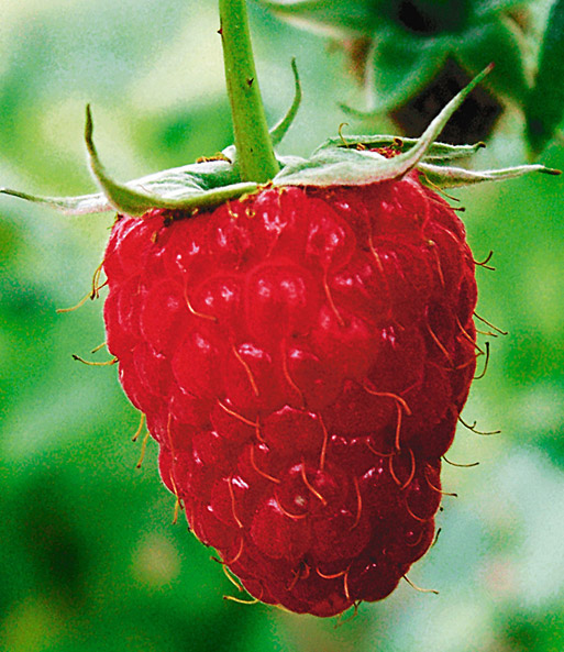 Himbeere 'Blissy®'