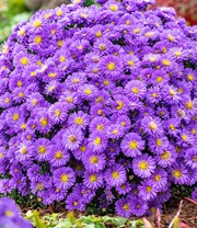Herbstaster 'Alpha®' Dark Purple, im 12 cm-Topf