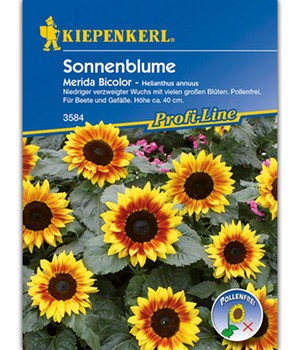 Sonnenblume 'Merida Bicolor'