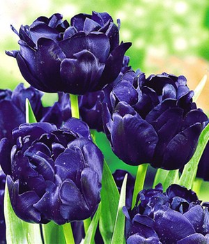 Tulpe 'Blue Diamond'