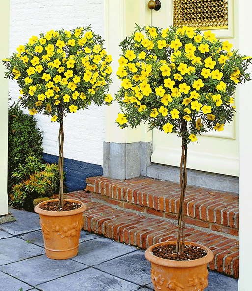 Potentilla-Stämmchen 'Gold-gelb'