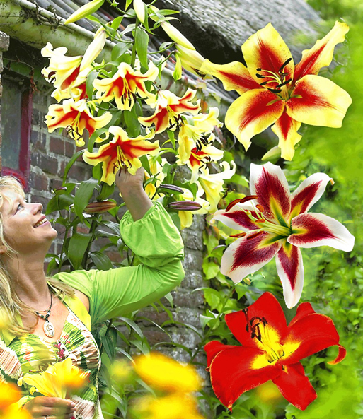 Tree-Lily®-Kollektion 4 Farben