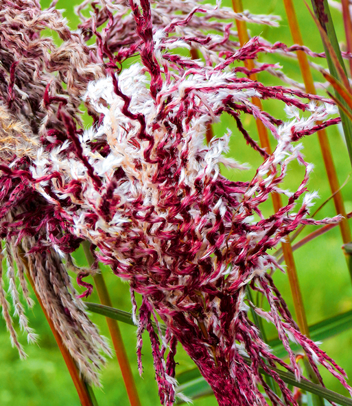 Nahaufnahme der gekräuselten, pink-weißen Wedel des Miscanthus „Boucle“.