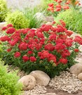 Achillea 'Short Red'