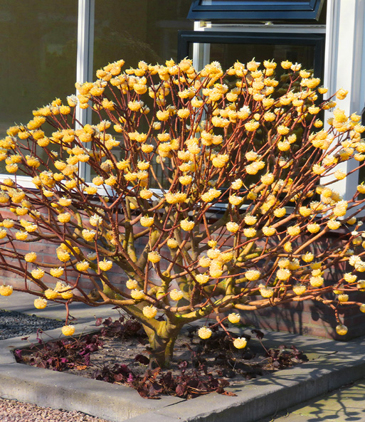 Der winterblüher Edgeworthia Grandiflora steht in einem Beet und blüht Kugelförmig.