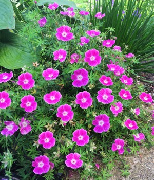 Geranium 'Max Frei'