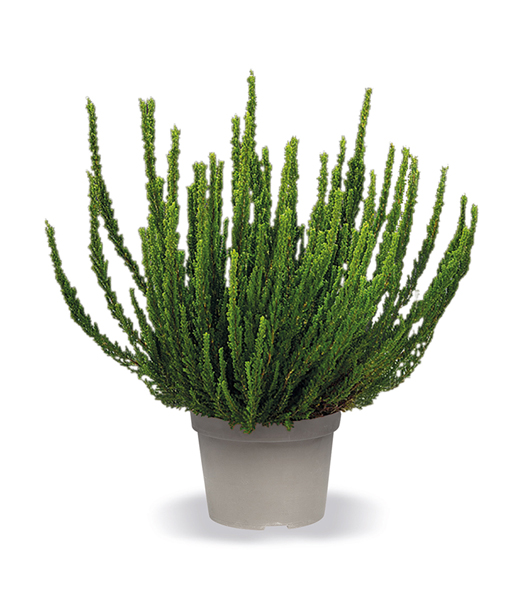 3er-Set Calluna Knospenheide 'Trio-Girls®', je im 12 cm-Topf