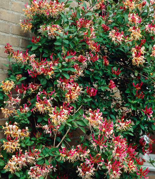Das Duft Geißblatt „Henry“, Lonicera immergrün wächst an einer Hauswand hoch und trägt viele weiß-rote Blüten.