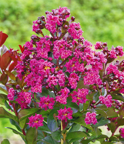 Nahaufnahme der pinken Blüten des Flieder des Südens. Die Mitte der Blüten ist gelb. Die Blüten wachsen in Kegelformation.