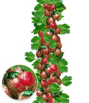 Rote Säulen-Stachelbeere