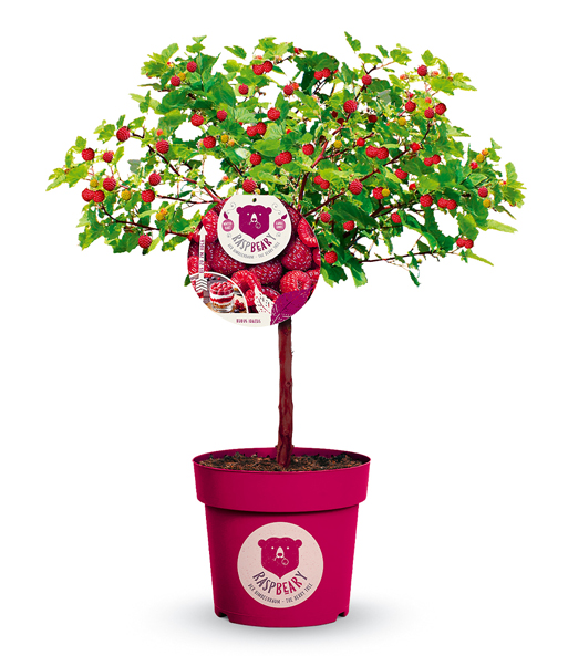 Himbeer-Baum Raspbeary® Himbeere mit Stamm & Krone